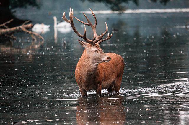 Deer Move In The Rain