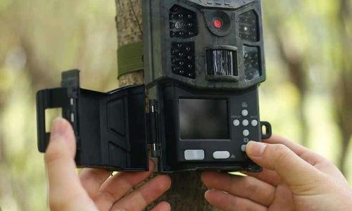 Best Motion Activated Wildlife Cameras