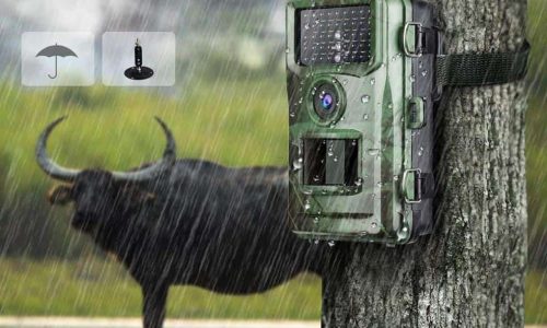 Best Trail Cameras Under 150 Dollar