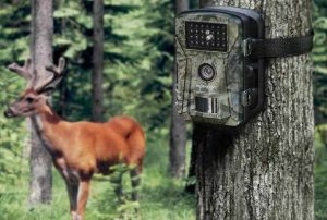 Best Trail Cams Under $100