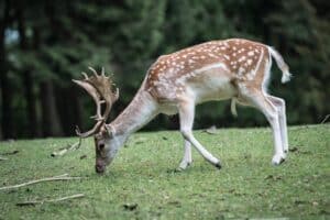 Read more about the article Do Deer Move In The Rain?