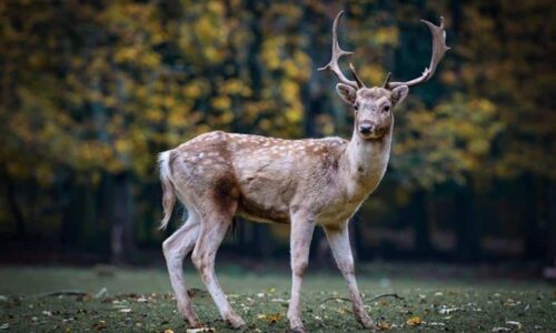 Wildlife Photography Deer