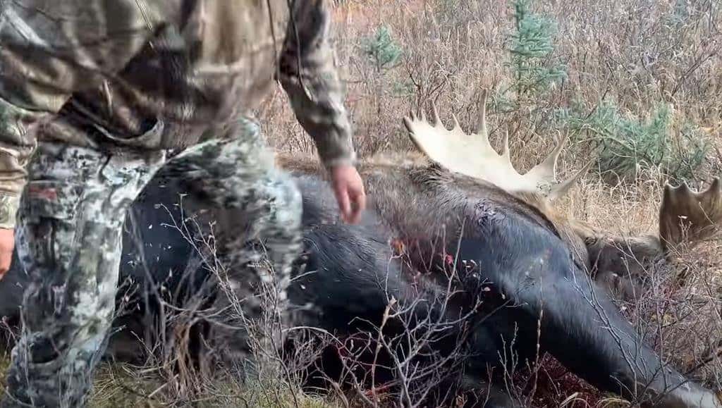Studying Bull Moose Weight