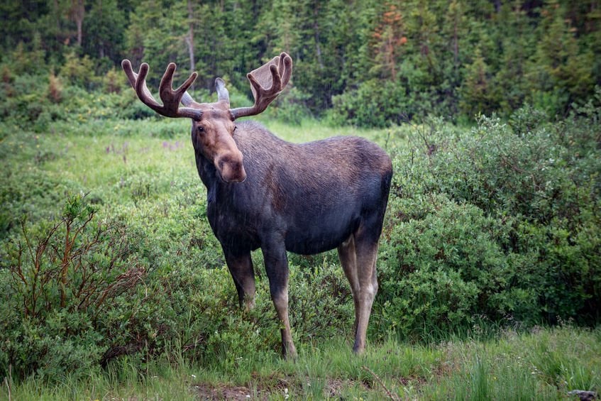 Biggest Moose in the World