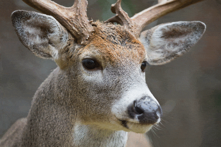 You are currently viewing Do Deer Hiss?: Unveiling the Truth Behind Deer Sounds