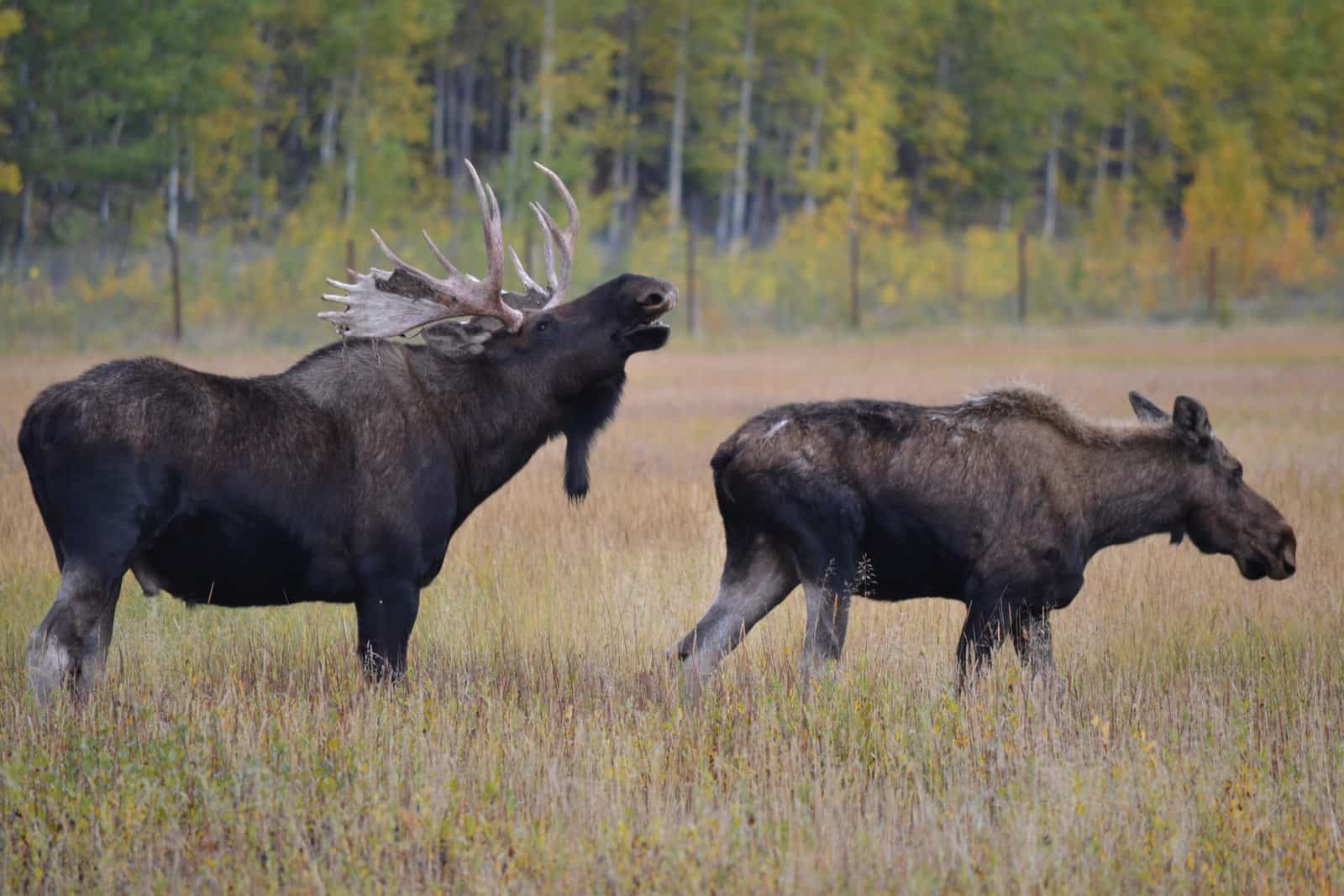 Read more about the article Do Female Moose Have Horns? Discover the Truth about Female Moose Antlers