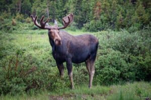 Read more about the article Does Moose Lose Their Antlers? Find Out the Remarkable Truth!
