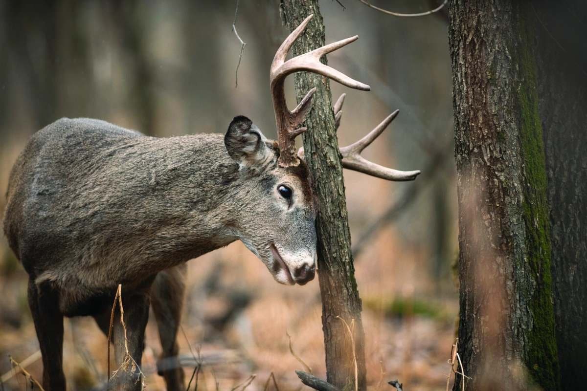 You are currently viewing Grape Kool Aid for Deer: Attracting Wildlife Easily