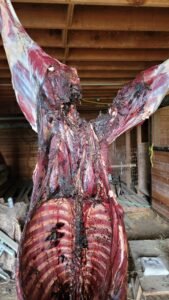 Read more about the article Gut Shot Deer Meat: Tips to Salvage Your Hunt