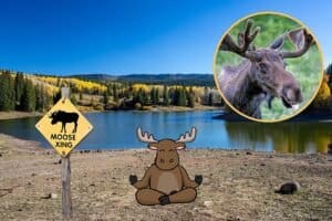 Read more about the article Unveiling the Staggering Height of the Average Moose