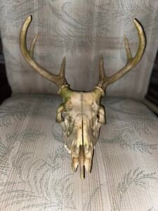 Read more about the article How To Clean A Deer Skull Found In The Woods: Quick & Easy