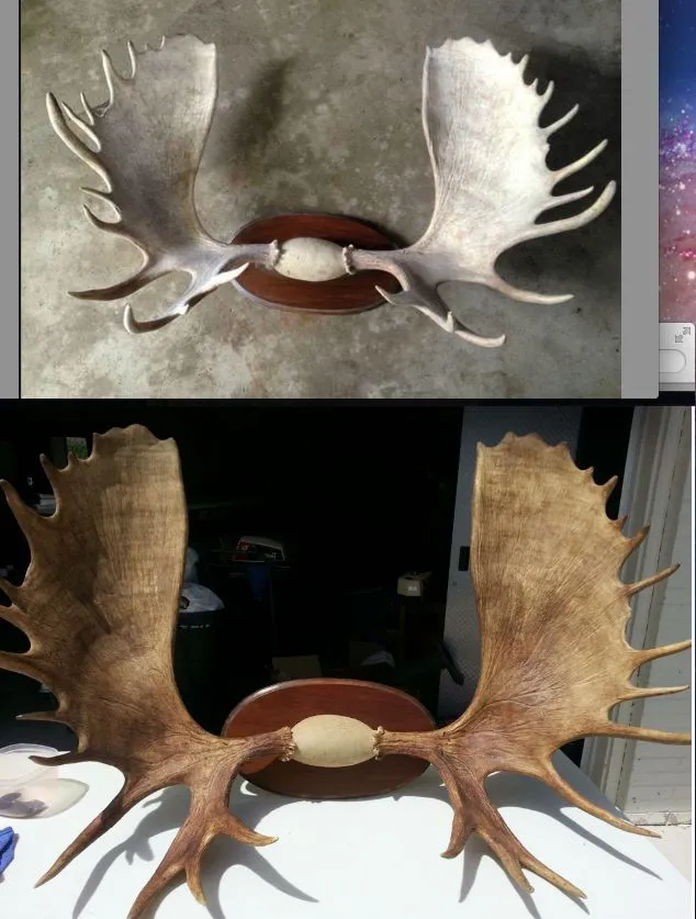 How to Measure Moose Antlers