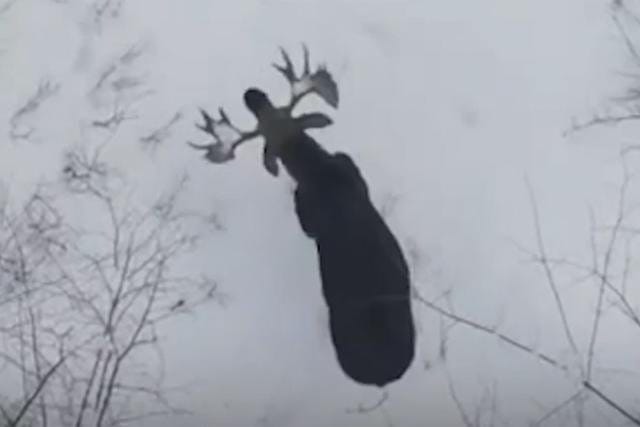 Moose Loses Both Antlers at Once
