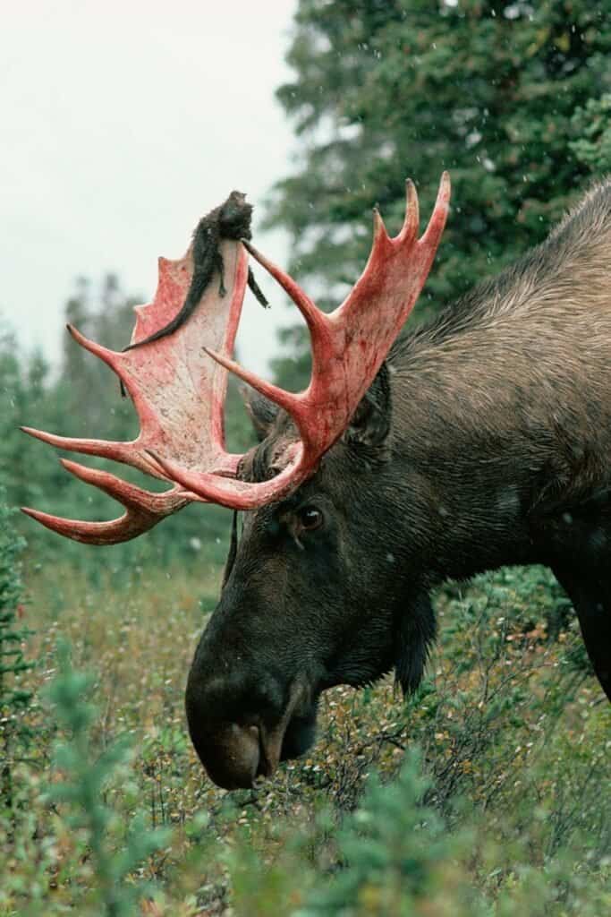 Moose Loses His Antlers: Unveiling the Hidden Story of Transformation ...