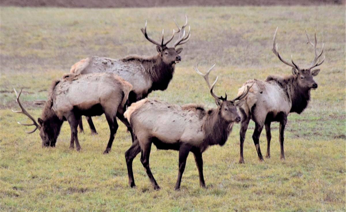 What Does Elk Droppings Look Like