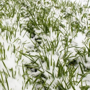 Read more about the article Winter Wheat Vs Winter Rye For Deer: Best Bets for Bountiful Grazing
